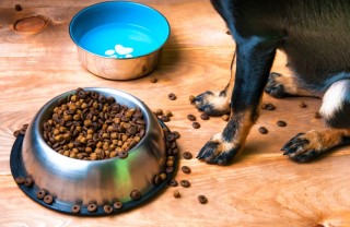 animali domestici, pulizia, rimedi naturali