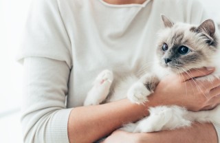 animali, rogna, gatto