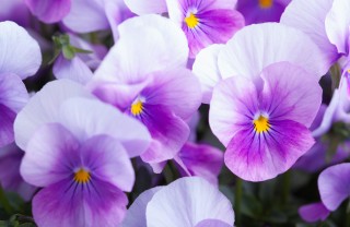 coltivare violette, coltivare viola del pensiero, coltivare viola cornuta