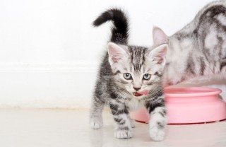 gatti, animali, alimentazione