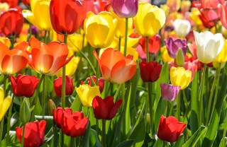 fiori balcone primavera, piantare bulbi tulipano, conservare bulbi tulipano