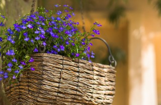 fiori primaverili, fiori da piantare maggio, fiori balcone, fiori maggio