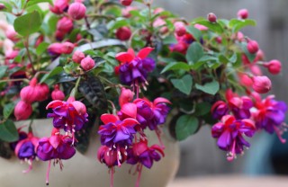 coltivare fucsia in vaso, coltivare fucsia