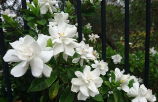 coltivare gardenia, gardenia foglie gialle