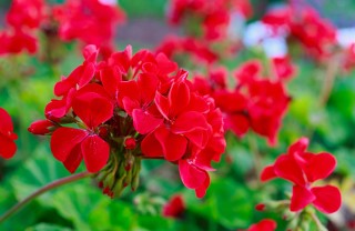 fiori estivi balcone, quali fiori piantare per l'estate
