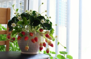 coltivare fragole vaso