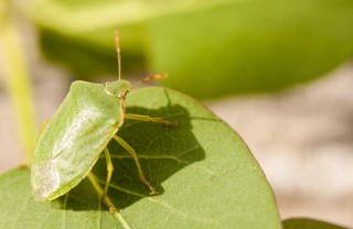 I rimedi naturali contro le cimici verdi delle piante cimici verdi, rimedi naturali, piante