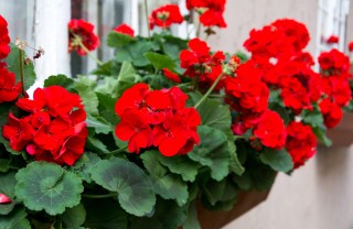 Come coltivare i gerani sul balcone coltivare gerani, coltivare gerani balcone