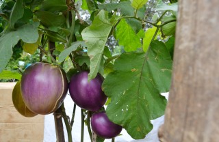 coltivare melanzane vaso, coltivare melanzane orto