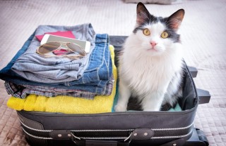 vacanza, gatto, stress