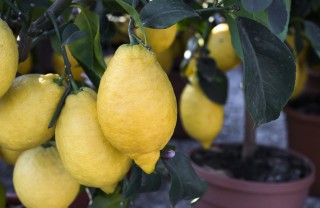 Come coltivare i limoni sul balcone coltivare limoni balcone, coltivare limoni vaso