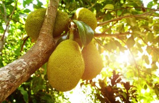 Jackfruit, sapore e proprietà jackfruit sapore, jackfruit proprietà