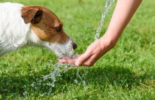 cane, colpo calore, strategie anti caldo