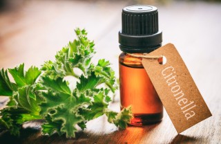 I rimedi naturali anti zanzare più efficaci rimedi naturali, zanzare, repellenti verdi