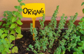 coltivare origano