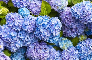 Coltivare le ortensie, 7 consigli per curarle coltivare ortensie