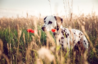 animali domestici, cane, allarme forasacchi