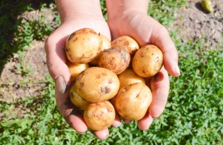 coltivare patate orto