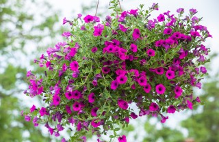 fiori balcone pendenti, fiori balcone estivi