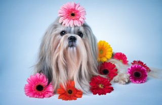 cane, pelo maleodorante, cattivi odori