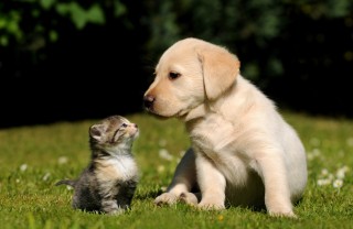 adottare un cucciolo