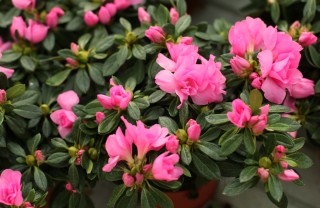 coltivare azalea
