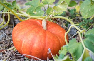 come coltivare zucca