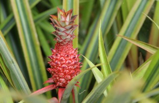 coltivare ananas, come coltivare ananans vaso