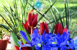  fiori da seminare in autunno, fiori autunnali, bulbi primaverili 