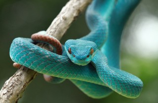 serpenti, sogni, lotto