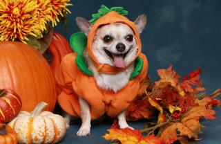 halloween, costumi, animali