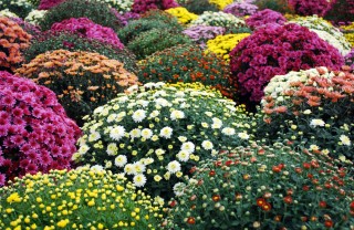 come coltivare crisantemi giardino, coltivare crisantemi