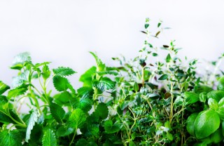 coltivare erbe aromatiche, coltivare piante aromatiche