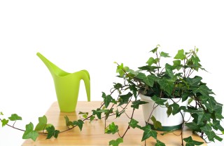 coltivare edera vaso, coltivare edera