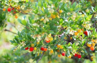 coltivare corbezzolo