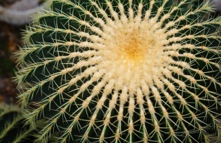 cuscino della suocera pianta, coltivare piante grasse