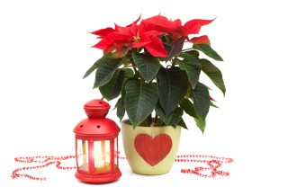 curare stella di natale, coltivare stella di natale