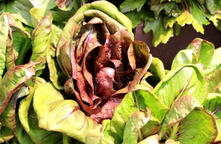 coltivare cicoria vaso