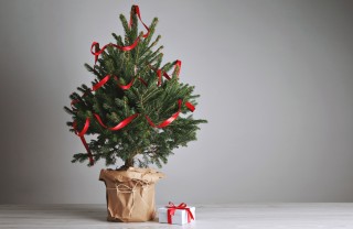 albero di natale naturale, curare pino vaso, coltivare pino vaso