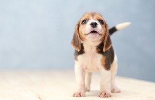 cucciolo, cane, educazione