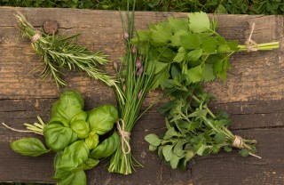 Come conservare le erbe aromatiche erbe aromatiche conservazione