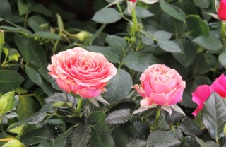 roselline vaso cure, coltivare rose miniatura