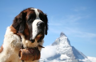 cani da soccorso, cani soccorso alpino