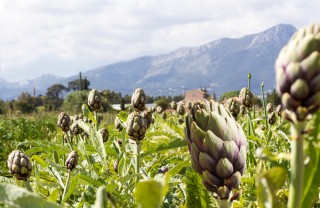 come coltivare carciofi, coltivazione carciofi