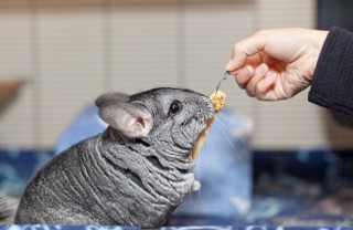 cincillà alimentazione, come alimentare cincillà