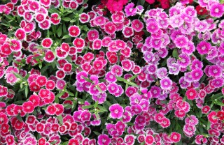 coltivare garofanino