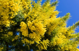 come coltivare la mimosa