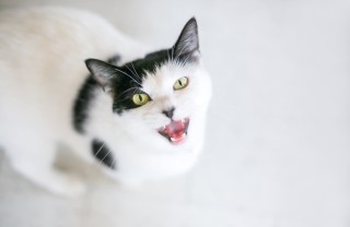 gatto che miagola, motivo, soluzioni