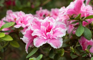 giardinaggio primavera, fiori primavera