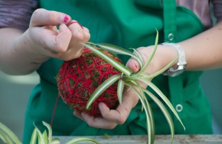 kokedama come realizzarli, kokedama come fare
